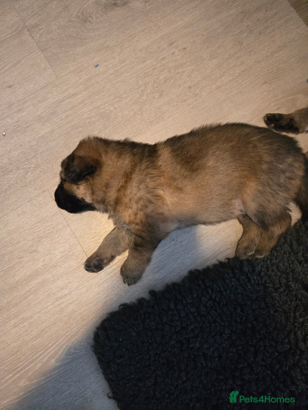 Sheprador dogs for sale: Beutiful male shepradors  - Advert 6