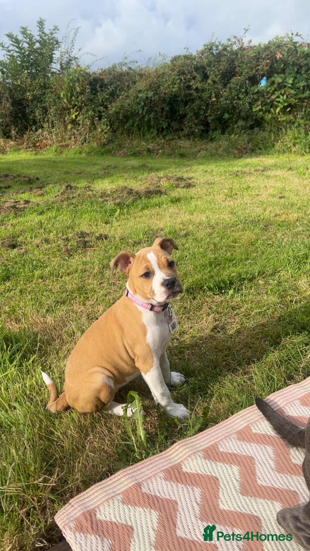 Staffordshire Bull Terrier dogs for sale: 13 week old pup for sale  - Image 3