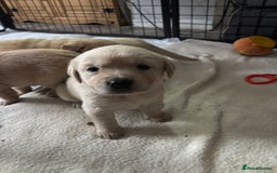Goldador dogs for sale: Goldador - Image 9