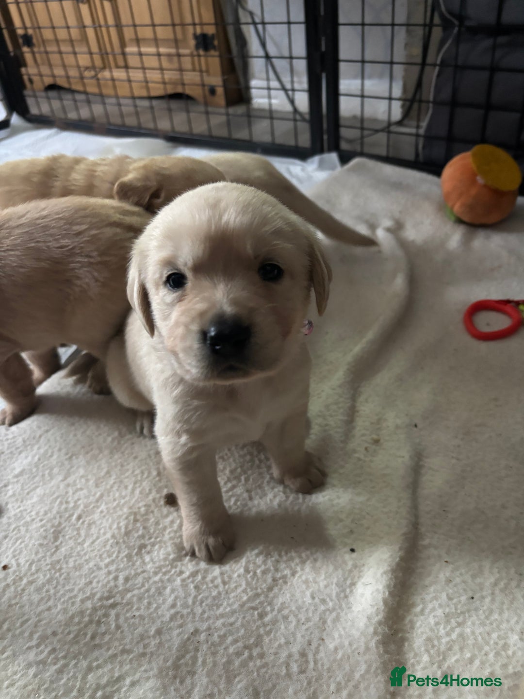 Goldador dogs for sale: Goldador - Image 9