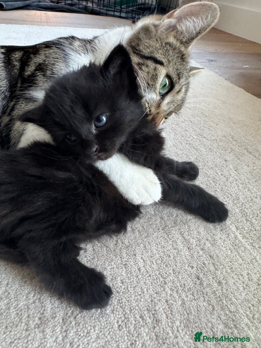 Siberian cats for sale: Affectionate Siberian-Mix Kitten (12 Months) - Advert 18