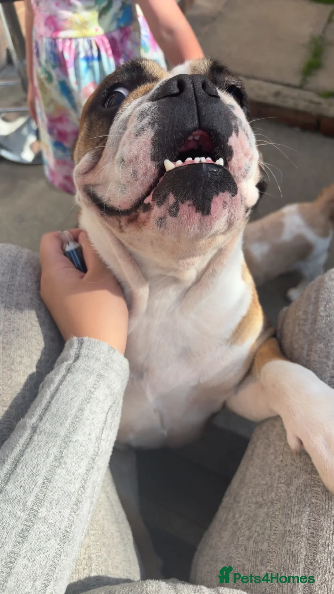 English Bulldog dogs for sale: Meet Callie - English bulldog  - Advert 2