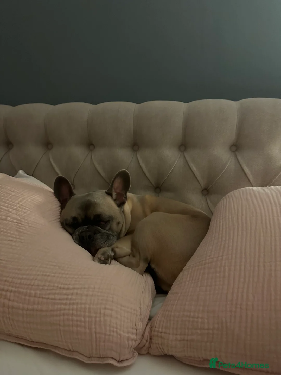 French Bulldog dogs for sale: Forever home for Gorgeous French Bulldog - Advert 4