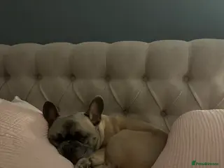 French Bulldog dogs Forever home URGENTLY needed for my French bulldog - Advert 2