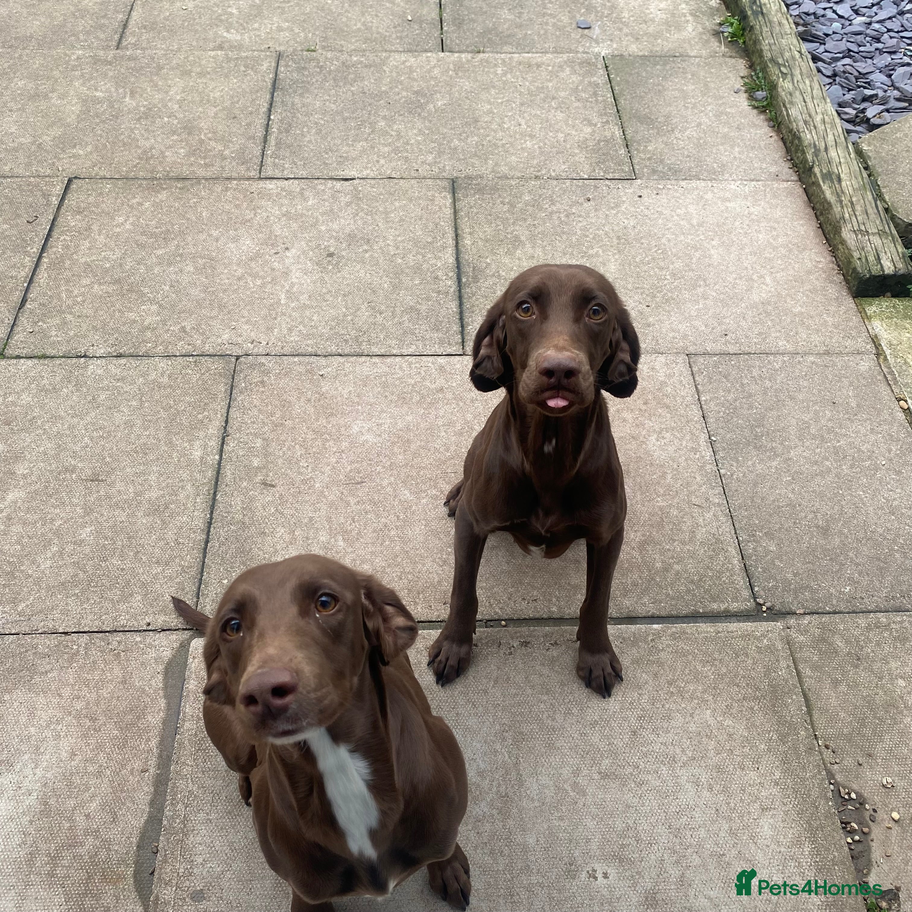 Mixed Breed dogs Weimaraner cross Spaniel - £500 for both - Advert 9