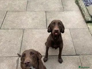 Mixed Breed dogs Weimaraner cross Spaniel - £500 for both - Advert 9