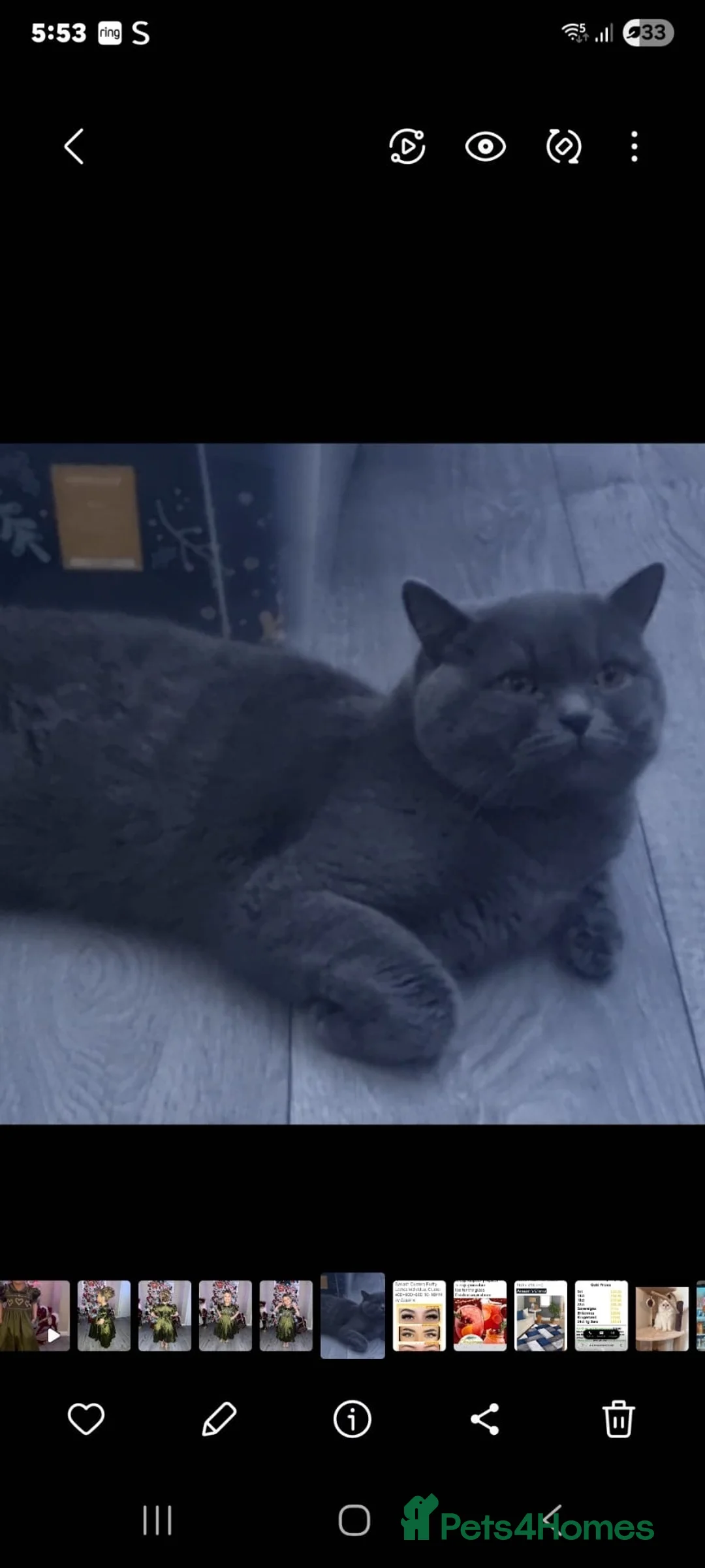 British Longhair cats for sale: British semi haired kittens  - Advert 6