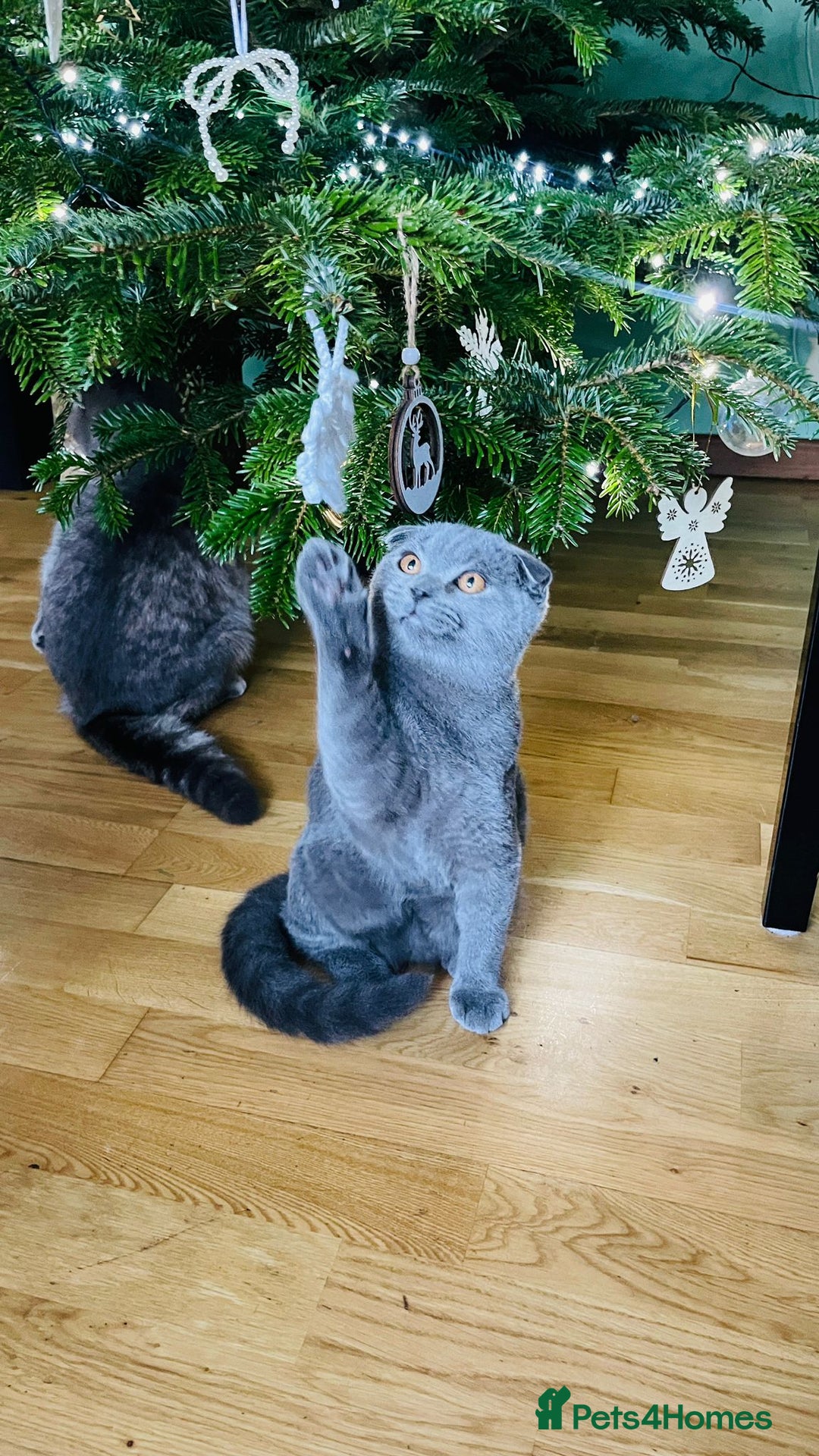 Scottish Fold cats for sale: Beautiful Blue Scottish Fold Boy - Advert 3