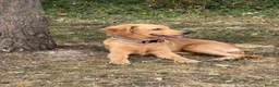 Mixed Breed dogs for sale: 7 months Golden Retriever x Cocker Spinal - Advert 4