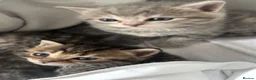 Bengal cats for sale: Beautiful bengal x British short hair kittens  - Advert 3