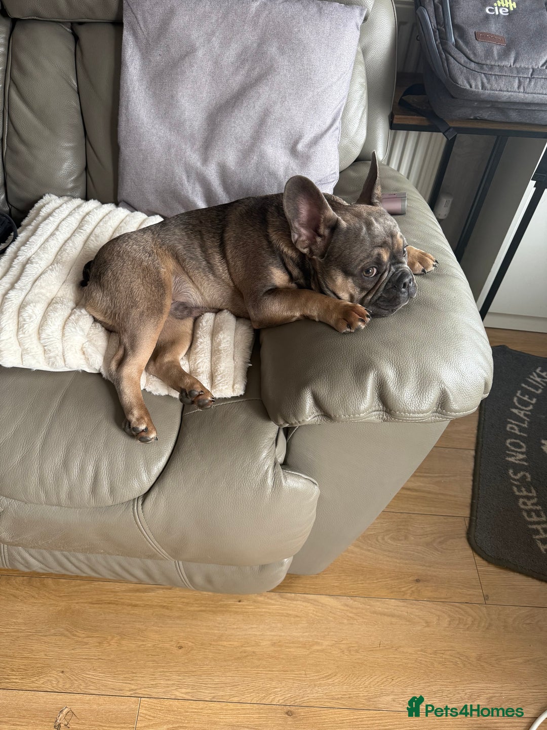 French Bulldog dogs for sale: French bulldog  - Advert 3