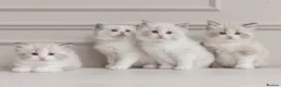 Ragdoll cats for sale: Best Ragdoll kittens - Advert 30