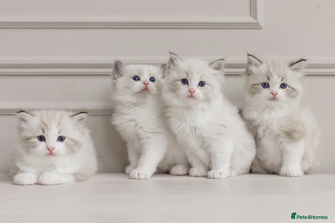 Ragdoll cats for sale: Best Ragdoll kittens - Advert 30