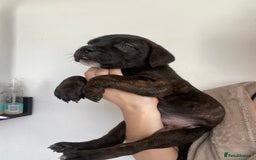 Cane Corso dogs for sale: 🐾 Beautiful Cane Corso Puppies – Ready Soon! 🐾 - Image 7