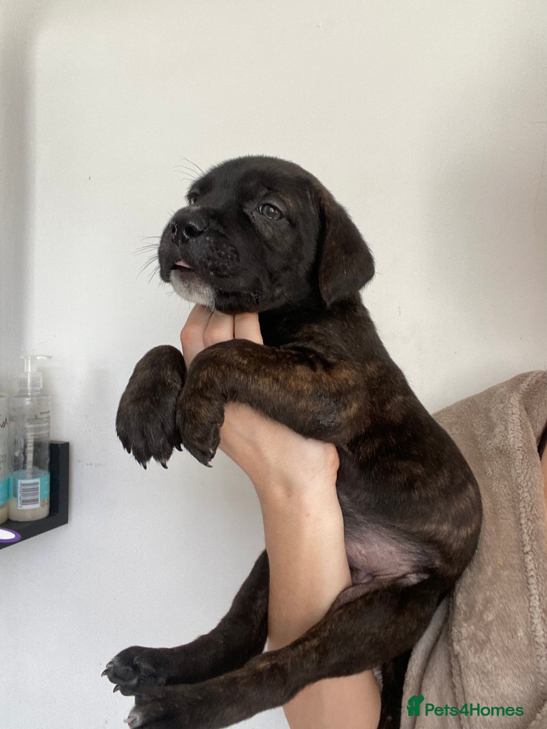 Cane Corso dogs for sale: 🐾 Beautiful Cane Corso Puppies – Ready Soon! 🐾 - Image 7