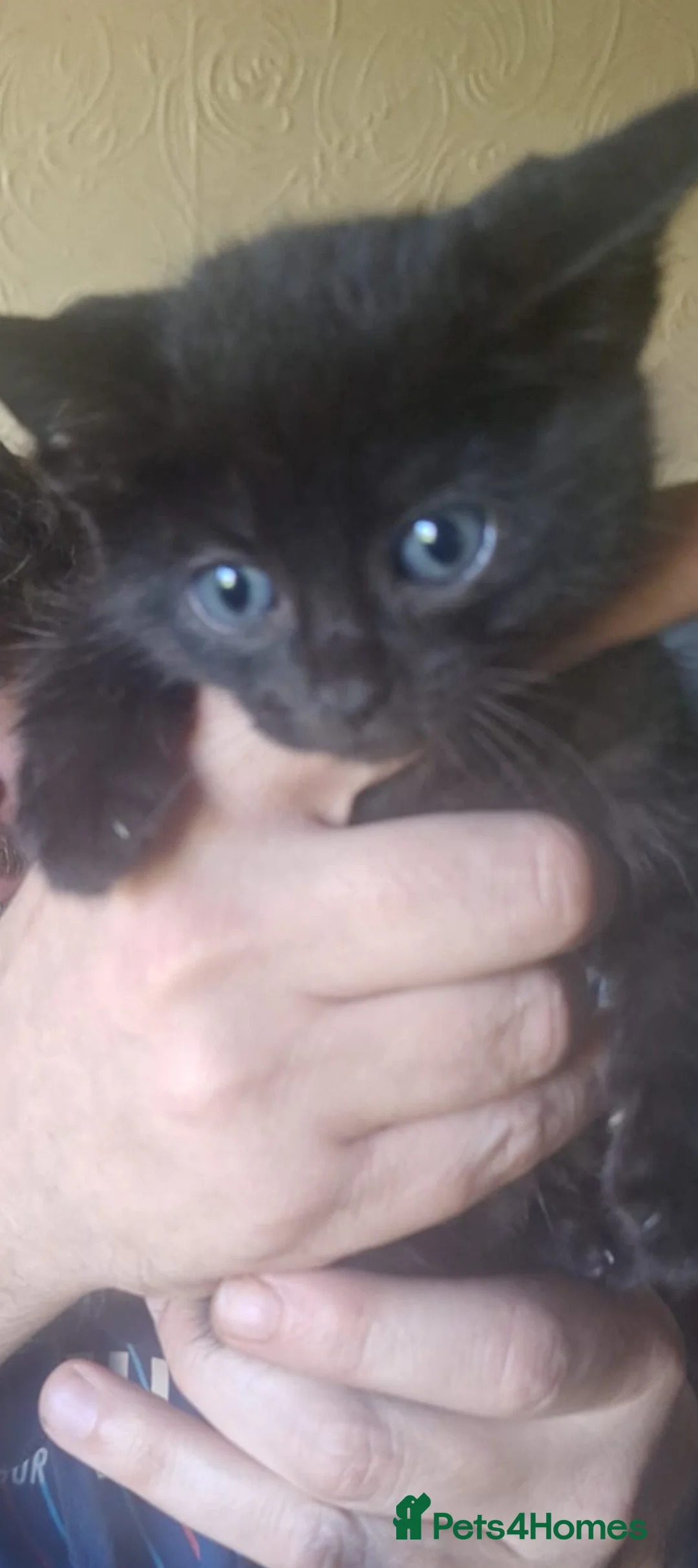 Mixed Breed cats for sale: Kittens for sale - Advert 2