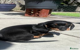 Miniature Dachshund dogs for sale: Beautiful Miniature Daschunds  - Image 29