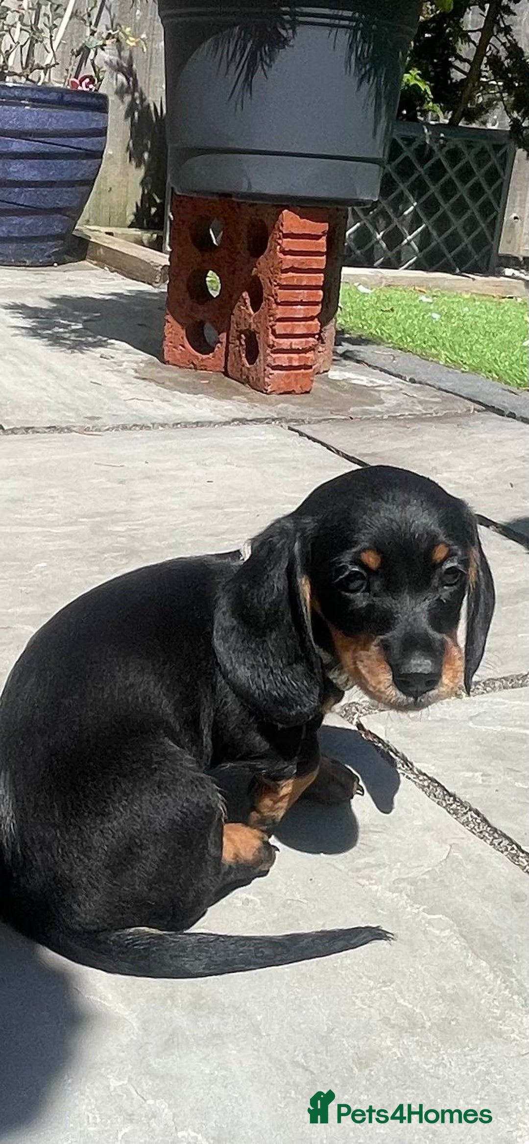 Miniature Dachshund dogs for sale: Beautiful Miniature Daschunds  - Image 29