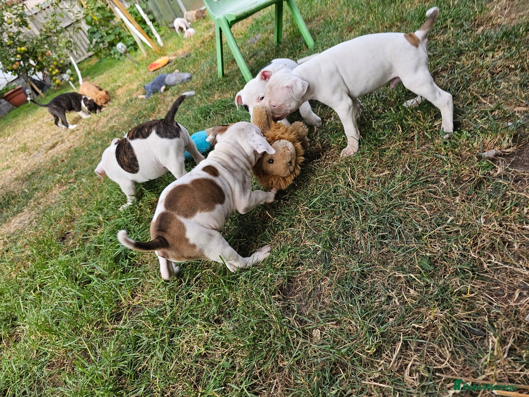 Staffordshire Bull Terrier dogs for sale: 🐾 Beautiful Staffordshire Bull Terrier Puppies 🐾 - Image 11