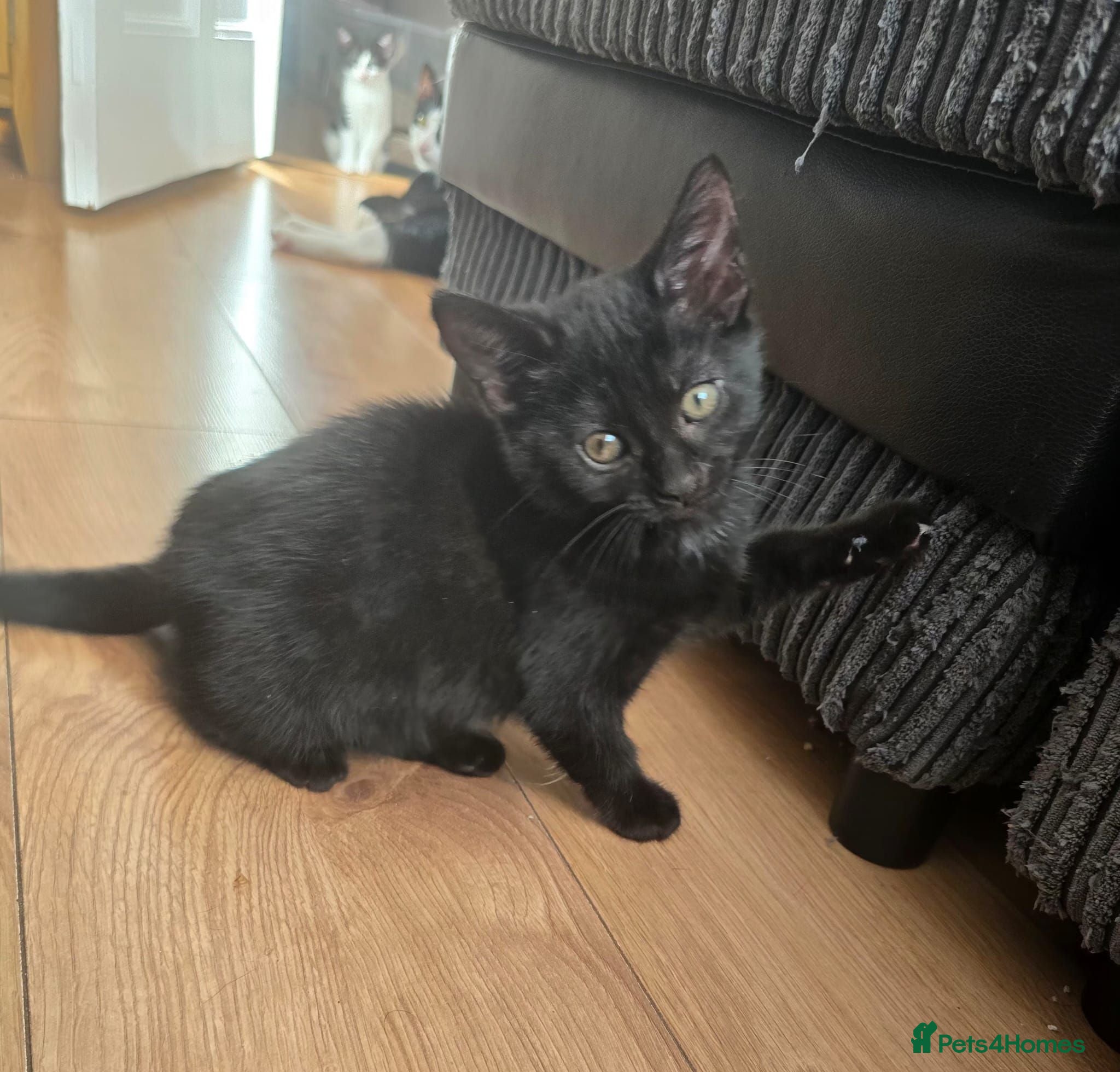 Domestic Shorthair cats Playful kittens - Advert 20