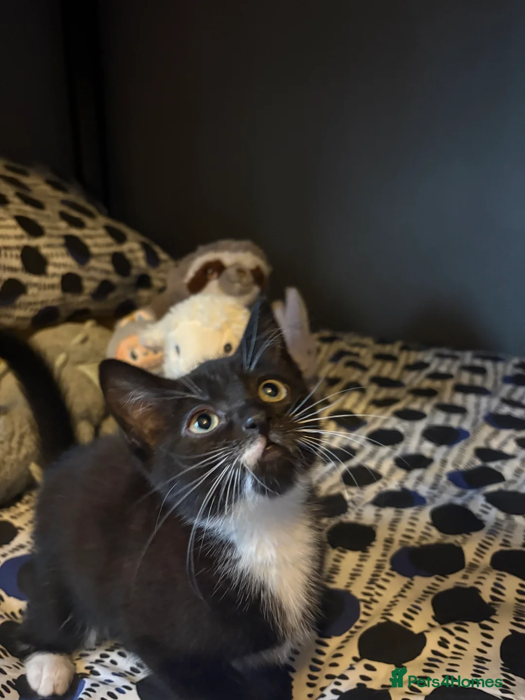 Mixed Breed cats for sale: Beautiful Kittens ready now  - Advert 7