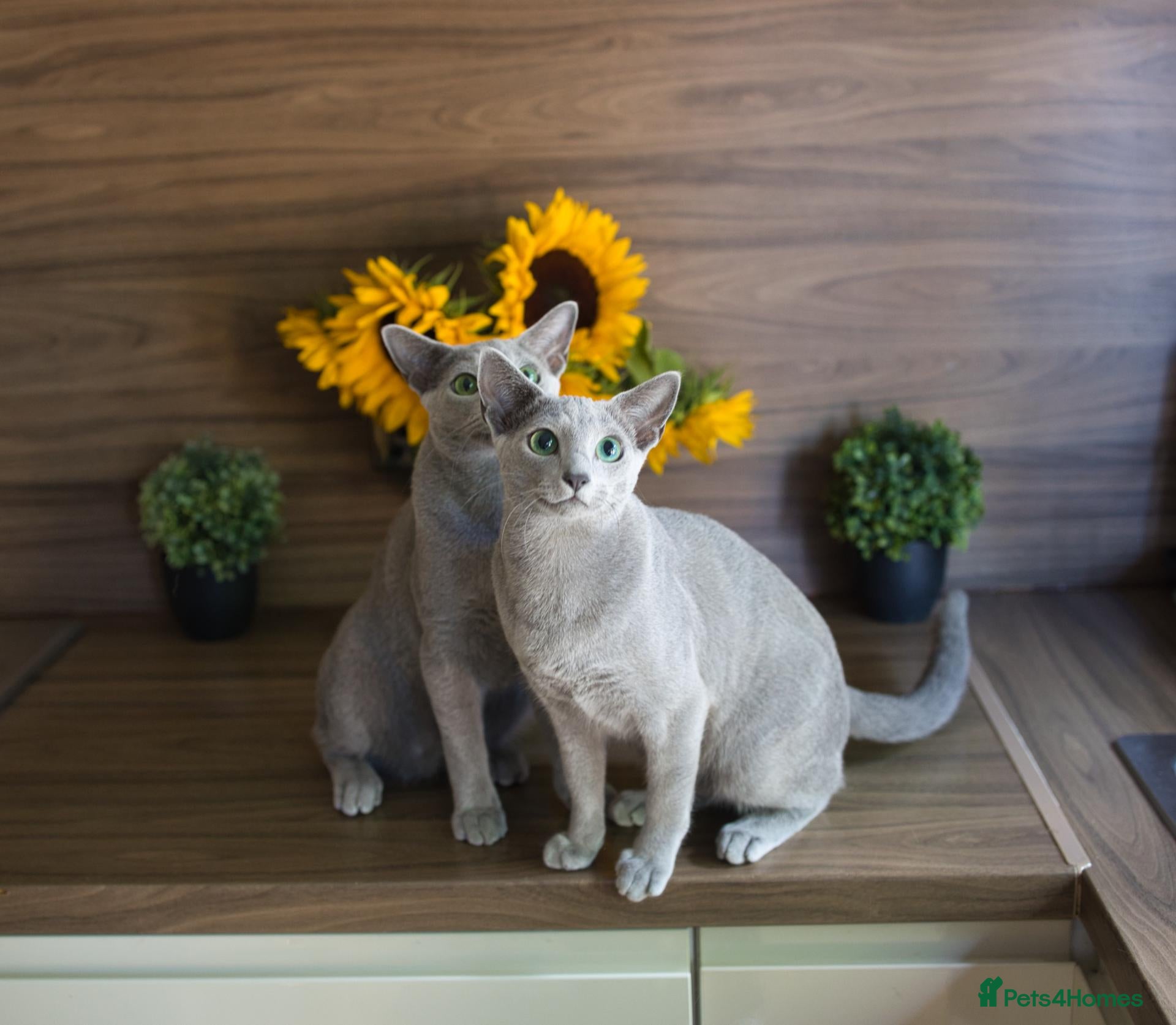Russian Blue cats Young Russian Blues - Advert 1
