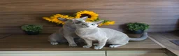 Russian Blue cats for sale: Young Russian Blues - Advert 1