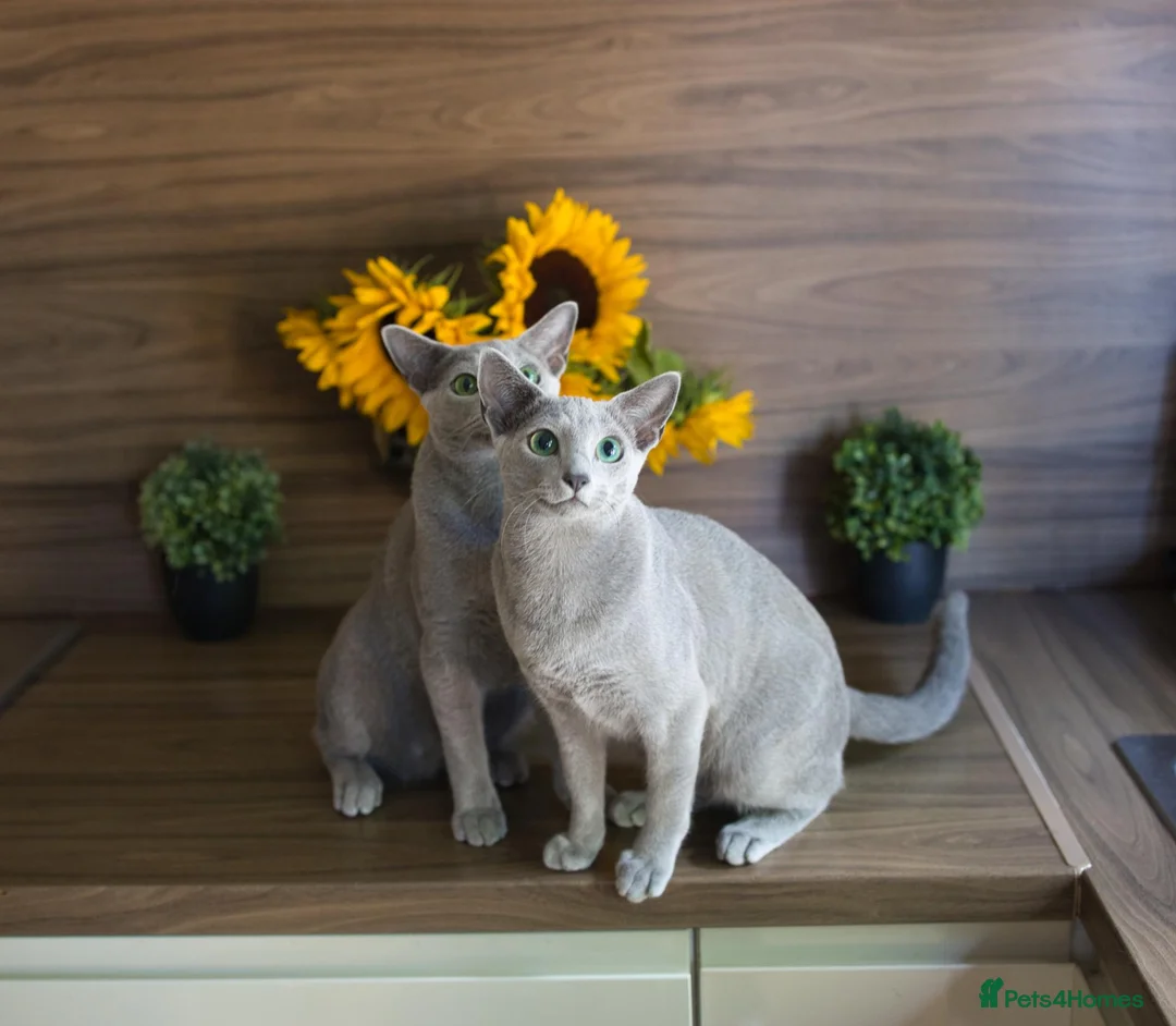 Russian Blue cats for sale: Young Russian Blues - Advert 1