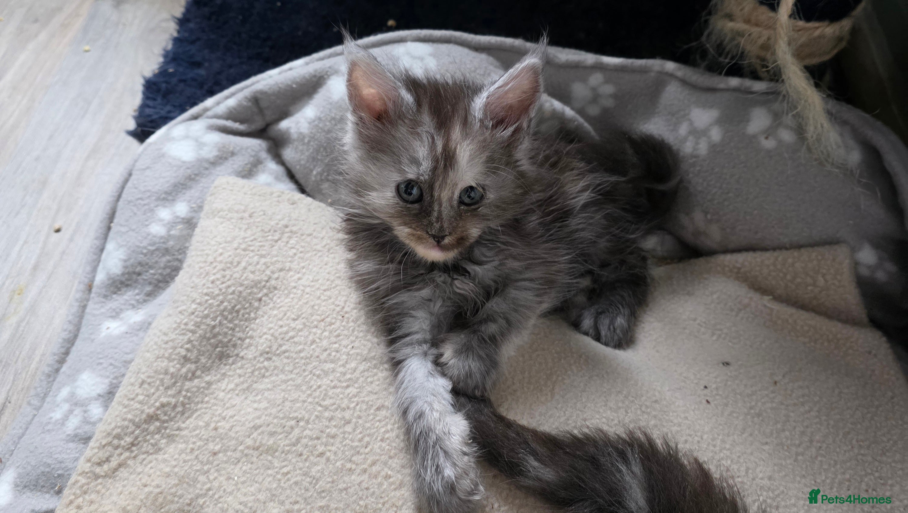 Maine Coon cats STUNNING MAINE COON KITTENS  - Advert 13