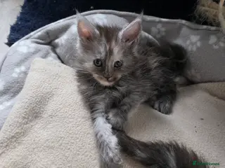 Maine Coon cats STUNNING MAINE COON KITTENS - Advert 13