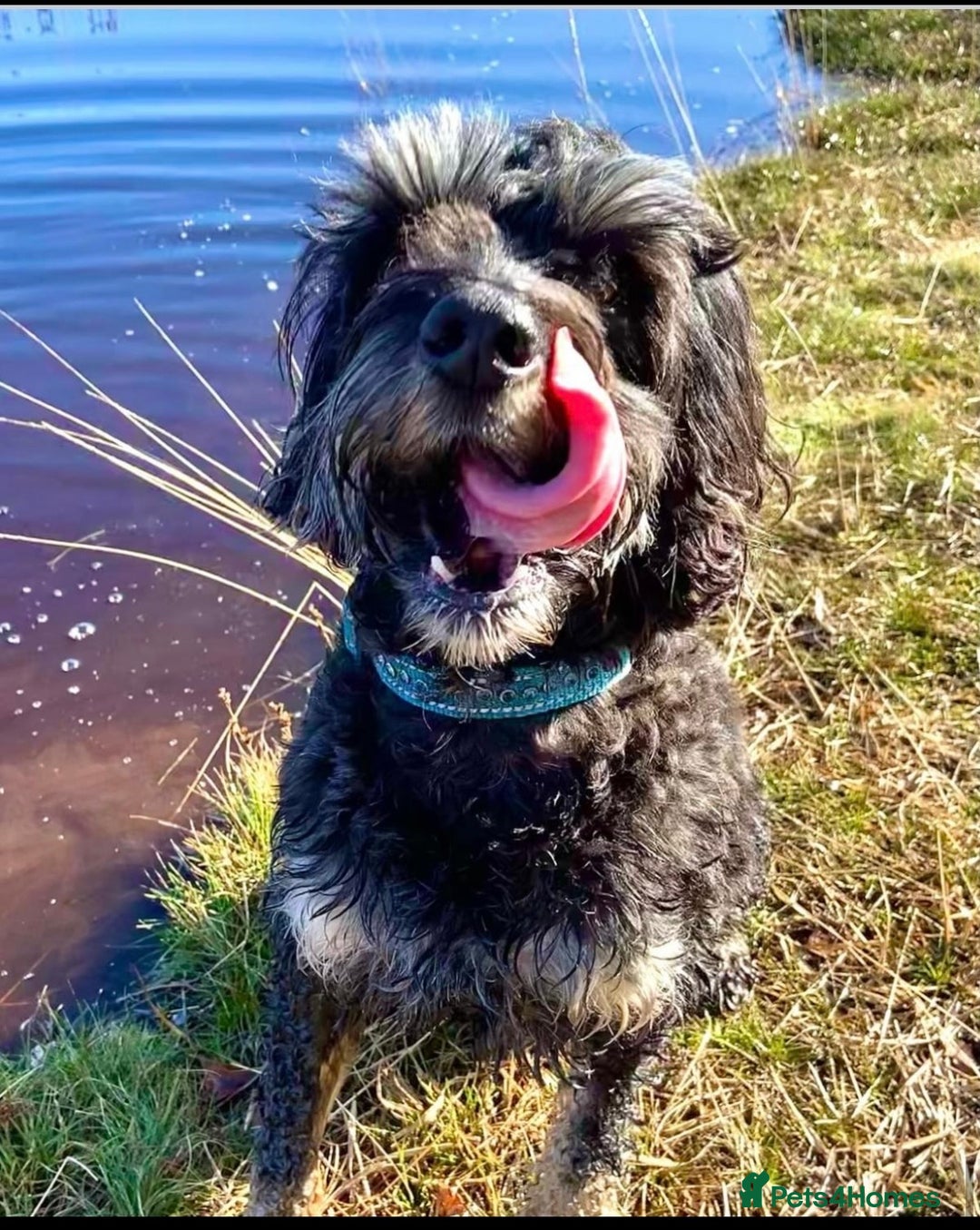 Cockapoo dogs for stud: F1 tri coloured phantom cockapoo for stud in Bournemouth - Advert 14