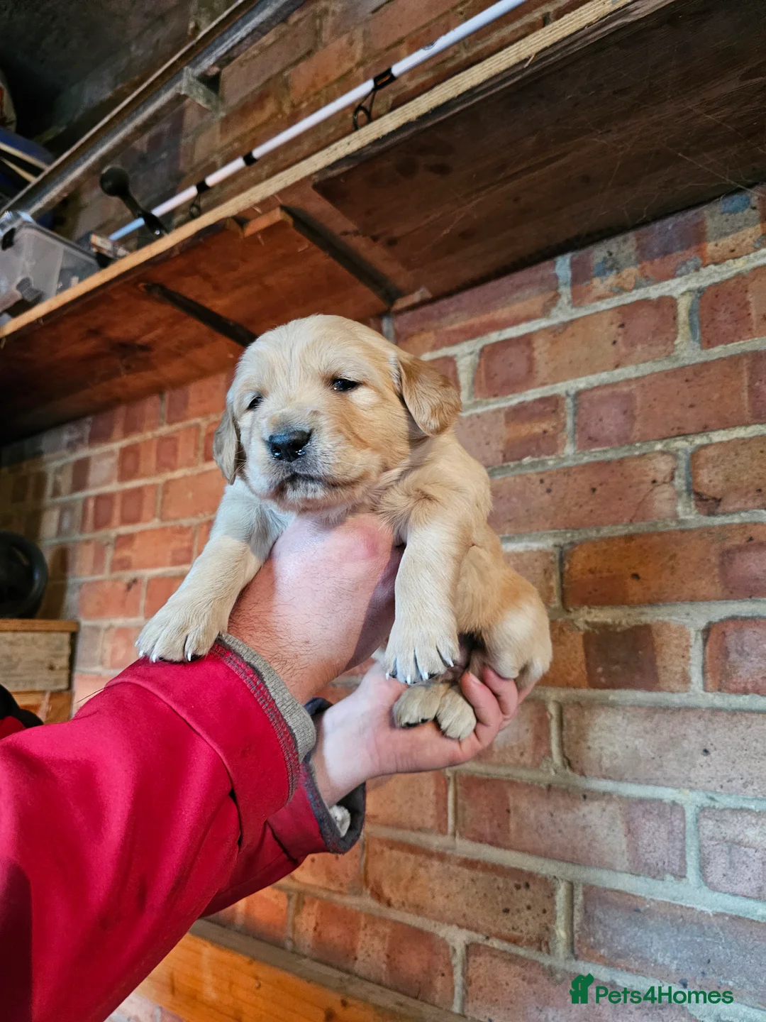 Golden Retriever dogs for sale: Golden retriever puppy for sale in Harrow  London - Advert 2
