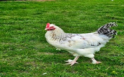 Chickens poultry for sale: Two Roosters for sale ! £20 for 2! Only two left! - Advert 11