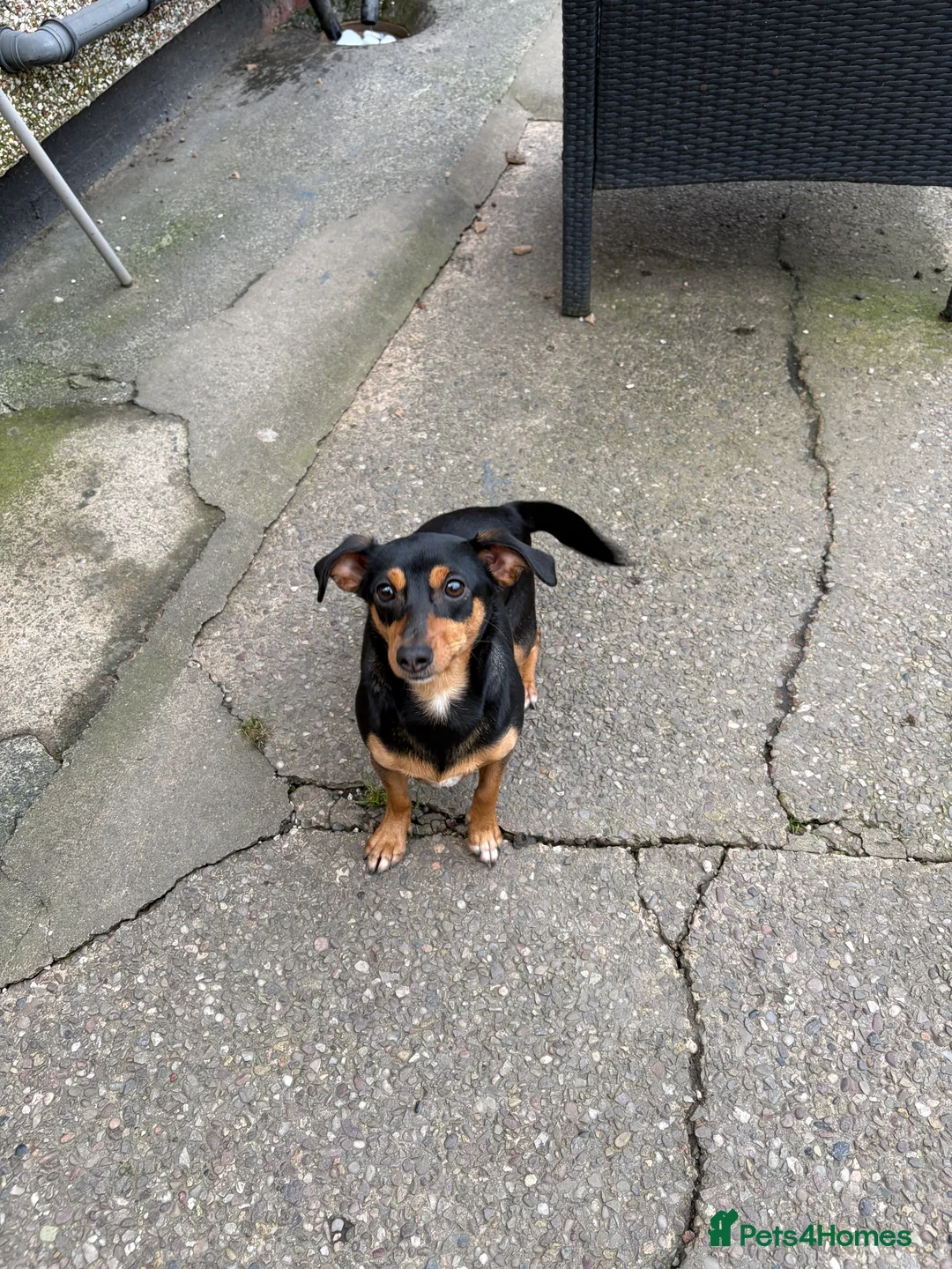 Chiweenie dogs for sale: 1 year old chiweenie female - Advert 1