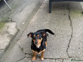 Chiweenie dogs 1 year old chiweenie female - Advert 2