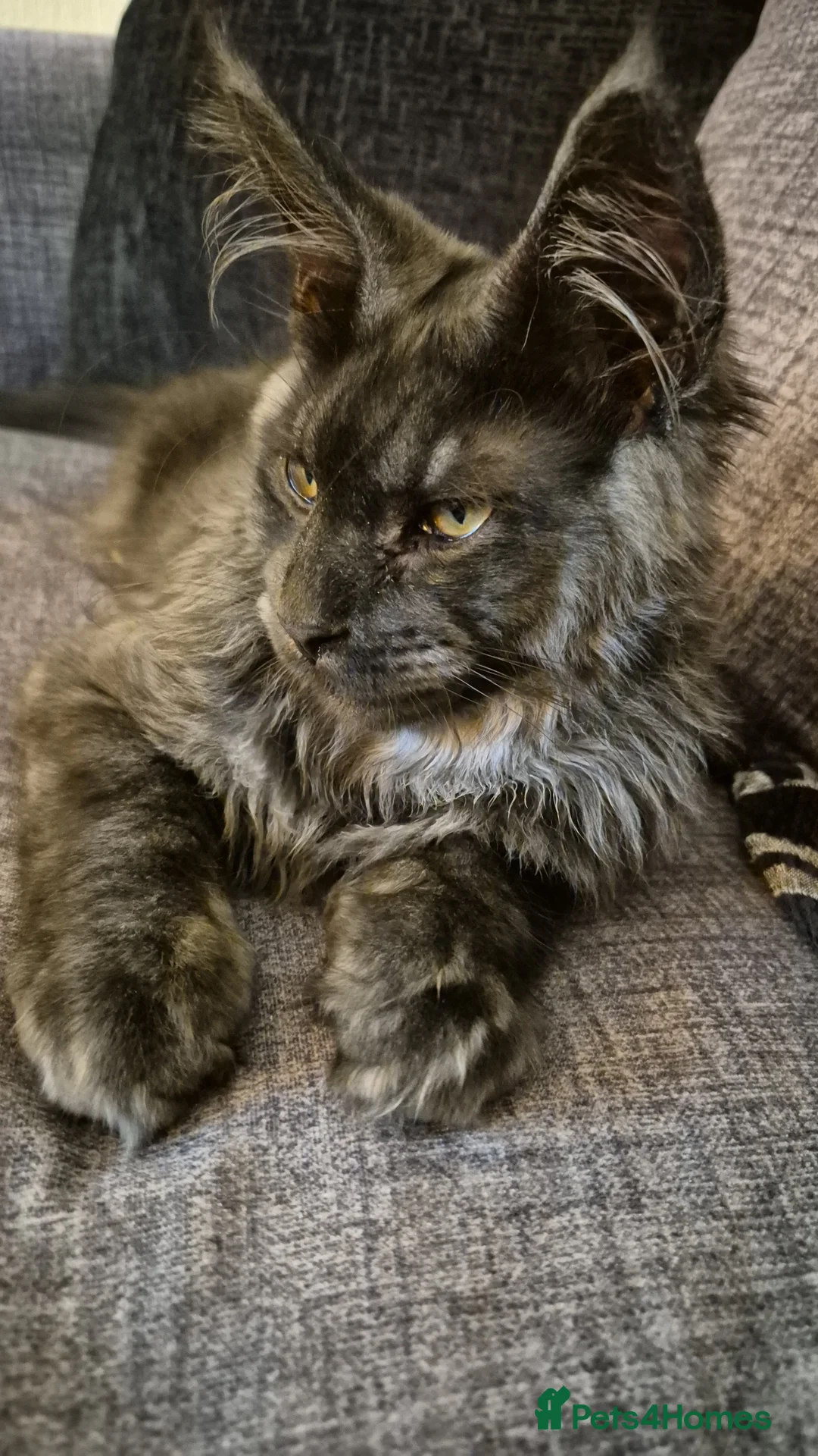 Maine Coon cats for sale: Beautiful Smoke Main Coon  - Advert 3