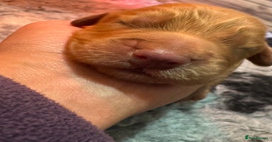 Cocker Spaniel dogs Outstanding cocker spaniels - Advert 2