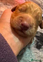 Cocker Spaniel dogs Outstanding cocker spaniels - Advert 9