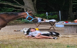 Irish Cob horses for sale: Gorgeous yearling miniture cob - Image 7