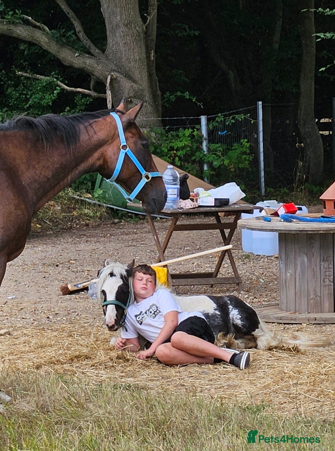 Irish Cob horses for sale: Gorgeous yearling miniture cob - Image 7