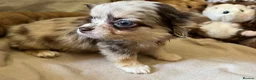 Chihuahua dogs for sale: Chihuahua puppies with blue and green eyes 2 m & 2 - Advert 12