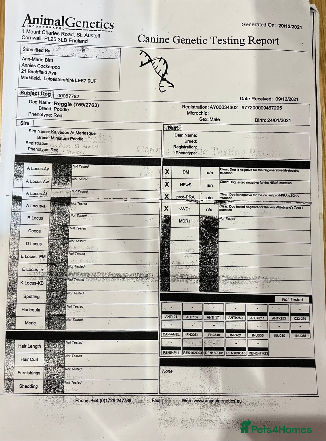 Cavapoo dogs for sale: Stunning chunky cavapoos - Advert 13