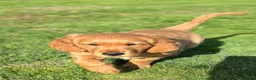 Golden Retriever dogs for sale: Very Dark Golden Retriever Puppies ready to leave  - Advert 5