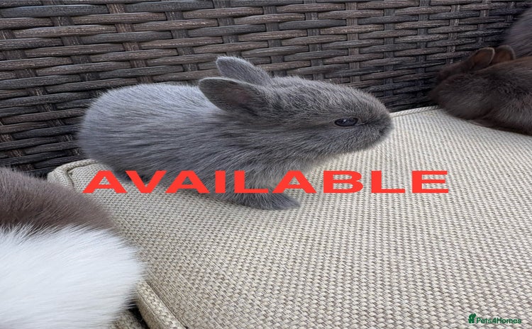 Netherland Dwarf rabbits - Advert 1