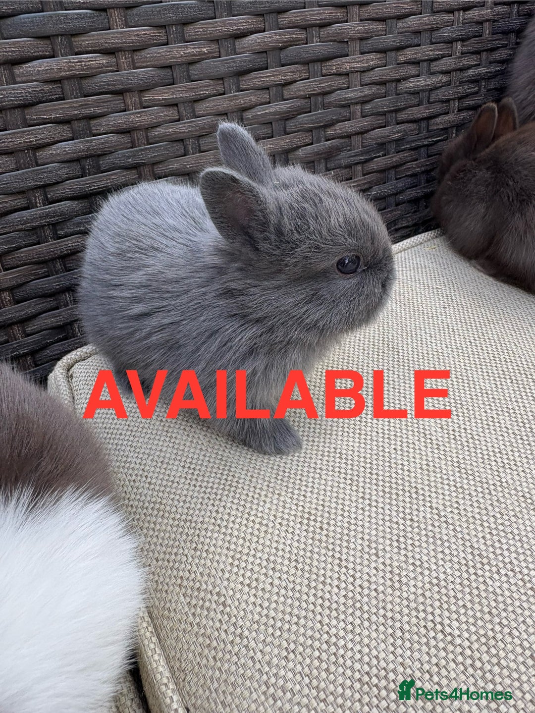 Netherland Dwarf rabbits for sale: Pure Netherland dwarf babies  - Image 3