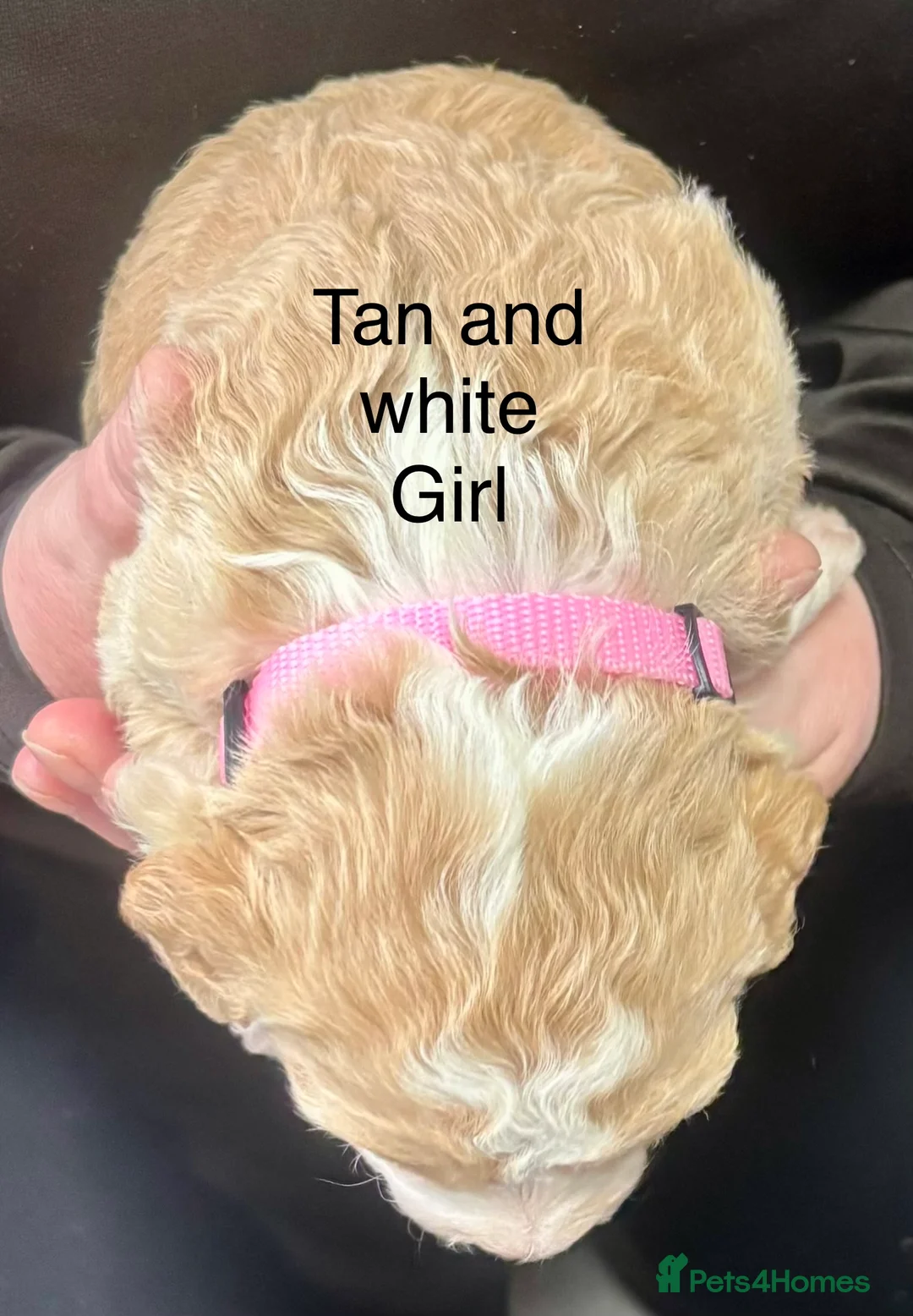 Cockapoo dogs for sale: Cockerpoo puppies  - Advert 18