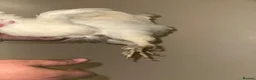 Chickens poultry for sale: Sultan Chicken or a crested bantam cross  - Advert 3