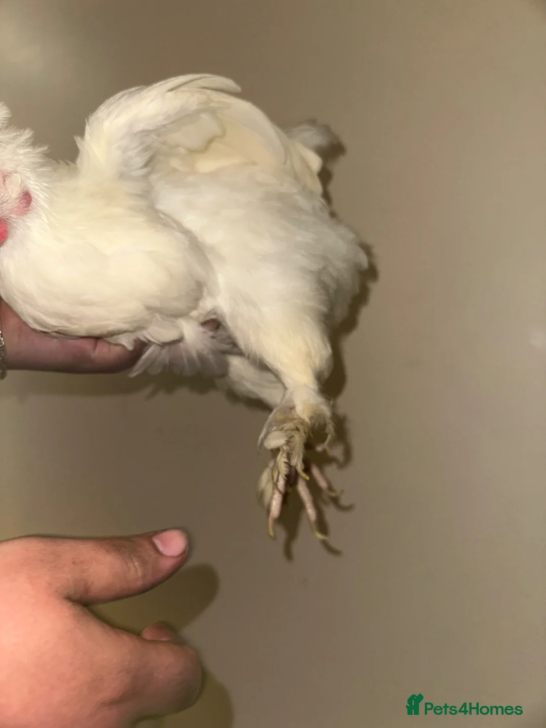 Chickens poultry for sale: Sultan Chicken or a crested bantam cross  - Advert 3