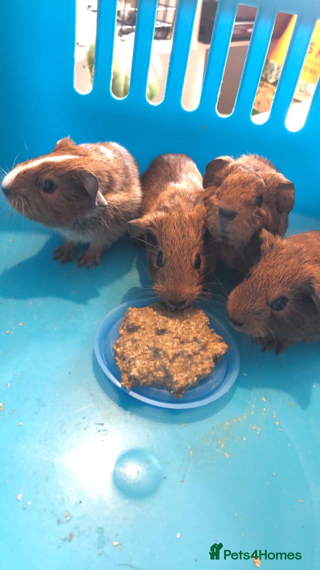 Guinea Pig rodents for sale: two male guinea pigs  - Advert 2
