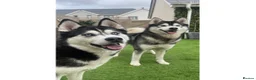 Siberian Husky dogs for stud: Proven Gorgeous Siberian Husky *FOR STUD ONLY* in Torquay - Advert 7
